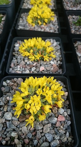 Douglasia vitaliana - 8cm pot 